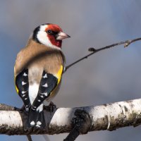 Щегол. :: Владимир Безбородов