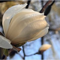 Расцветает магнолия. :: Валерия Комова Расцветает магнолия. :: Валерия Комова