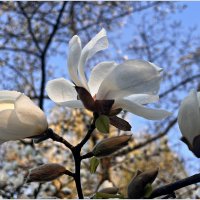 Весенняя прелесть. :: Валерия Комова Весенняя прелесть. :: Валерия Комова