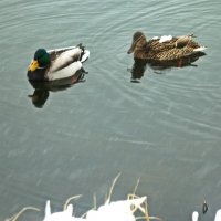 бедные утки :: Владимир Зырянов