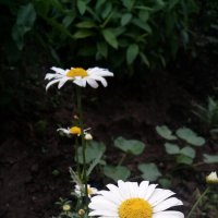 ,,, :: Сергей Тимоновский