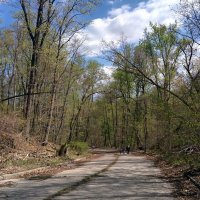 Весна :: Светлана Хращевская