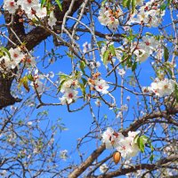 Цветение миндаля :: Oleg4618 Шутченко