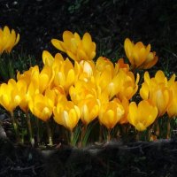 Крокус (шафран) :: Рита Симонова