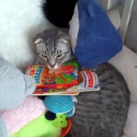 Проказы шалуна Бори. :: Ольга Довженко