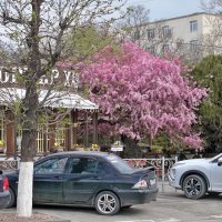 Весна  пришла :: Валентин Семчишин