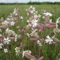 Смолёвка/хлопушка :: Anna Ivanova