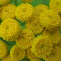 Пижма :: Anna Ivanova Пижма :: Anna Ivanova