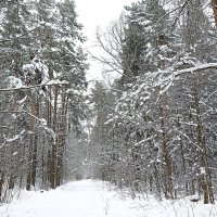 В апрельском лесу :: Татьяна Тюменка В апрельском лесу :: Татьяна Тюменка