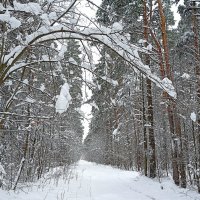 Апрельский лес :: Татьяна Тюменка
