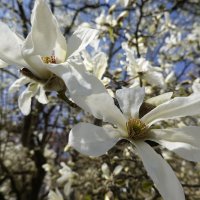 Цветёт Магнолия...... :: Галина 