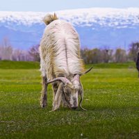 Коза :: Aleksey Afonin