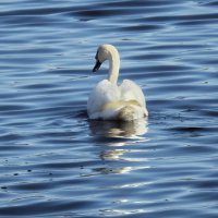 весна :: ИННА ПОРОХОВА