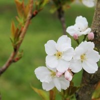 весна :: марта Камушкина