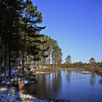 Фрагменты апрельского леса.. :: Татьян@ Ивановна