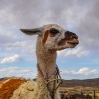 На хуторе Атунколья... :: Владимир Жданов