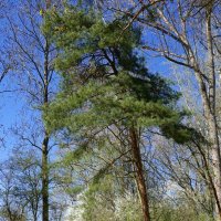 Минуты тишины они прекрасны,... :: Галина 