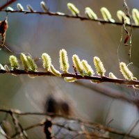 начало апреля 1 :: Александр Прокудин начало апреля 1 :: Александр Прокудин