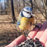 Лазоревка :: Сапсан 