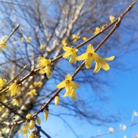 Форзиция :: Сапсан 