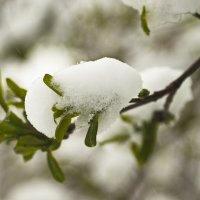 апрельский снег :: Владимир Зырянов апрельский снег :: Владимир Зырянов