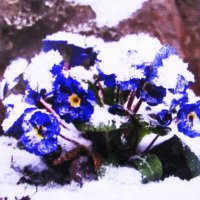 Бедная примула :: Людмила Смородинская Бедная примула :: Людмила Смородинская