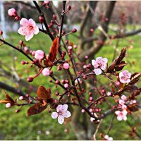 В весеннем парке. :: Валерия Комова