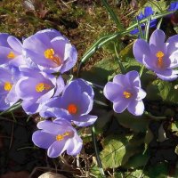 Нежные крокусы душу ласкают и радуют глаз. :: Ольга Довженко
