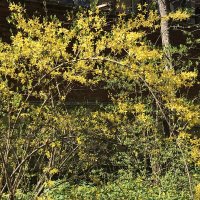 Скоро весна :: Pippa 