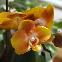Мой цветущий подоконник :: Irene Irene