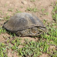 **** :: Виктор **** :: Виктор