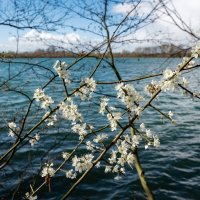 Радуясь жизни... :: Николай Гирш