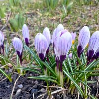 Радовали ещё 1 апреля. :: Лия ☼