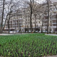 Вот- вот тюльпаны расцветут :: Татьяна Машошина