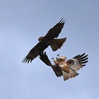 Про Высокие Отношения :: Владилен Панченко