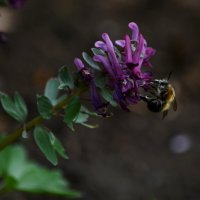 Цветочек и Жужа они, если честно, не пара, не пара, не пара)) :: Татьяна Евдокимова