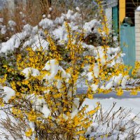 начало апреля 7 :: Александр Прокудин