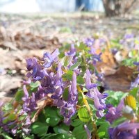 Хохлатка :: Сапсан 