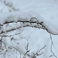 ***под снегом*** :: Olga Oskolkova