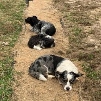 Чак с друзьями. :: Ольга Довженко