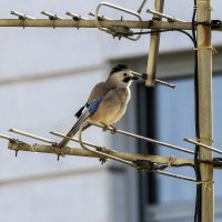 Сойка. :: Alexander Amromin Сойка. :: Alexander Amromin