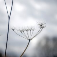 веточка :: Lyubov Busova