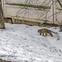 Март ещё не закончился :: Валерий Иванович
