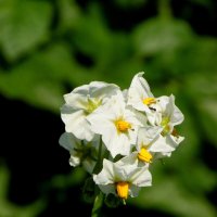 Картофельный цветок. :: nadyasilyuk Вознюк