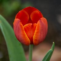Тюльпан :: Игорь Сикорский