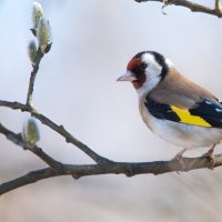 Щегол. :: Владимир Безбородов