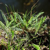 Апрель :: Рита Симонова