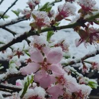 Миндаль в снегу :: Наталья 