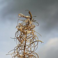завитушки :: РозаВетроф 