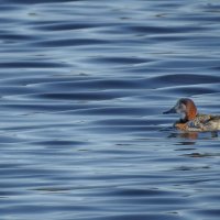 весна. :: ИННА ПОРОХОВА